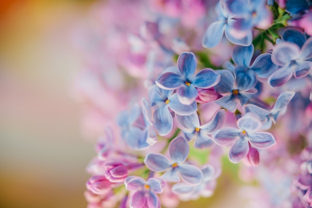 bouquet de branches lilas en fleurs sur fond abstrait