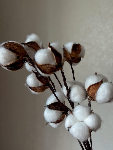 Photo bouquet de brindilles sèches de fleurs de coton sur le fond