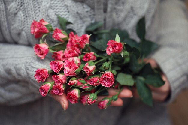 Bouquet de buisson de roses dans les mains des femmes sur fond de chandails tricotés