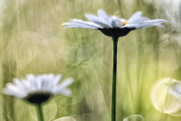 bouquet de camomille / belles fleurs blanches sauvages de camomille