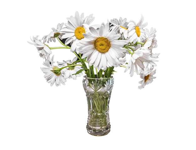 Bouquet de camomille bouquet de fleurs de champ de prairie dans un vase en cristal dans un style campagnard isolé sur fond blanc