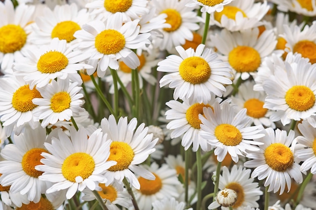 Bouquet de camomille en fleurs