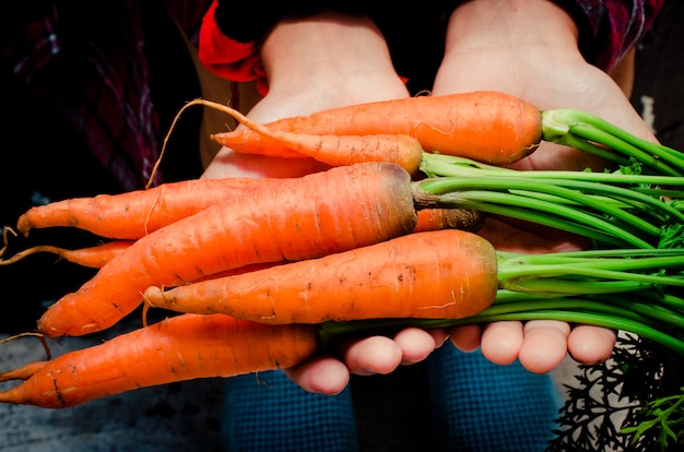 Bouquet de carottes biologiques fraîches