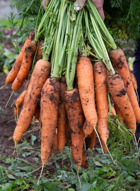 Un bouquet de carottes fraîches ou fraîchement cueillies pleines de vitamines.