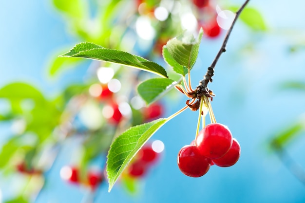 Bouquet de cerises sur la branche au soleil