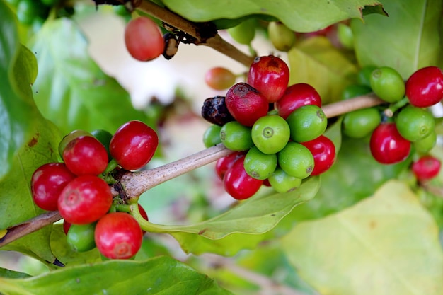 Bouquet de cerises de café mûrissant sur la branche d'arbre