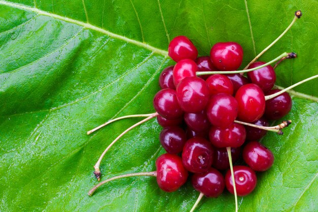 Bouquet de cerises mûres rouges avec des queues sur les feuilles de bardane vertes. vue de dessus