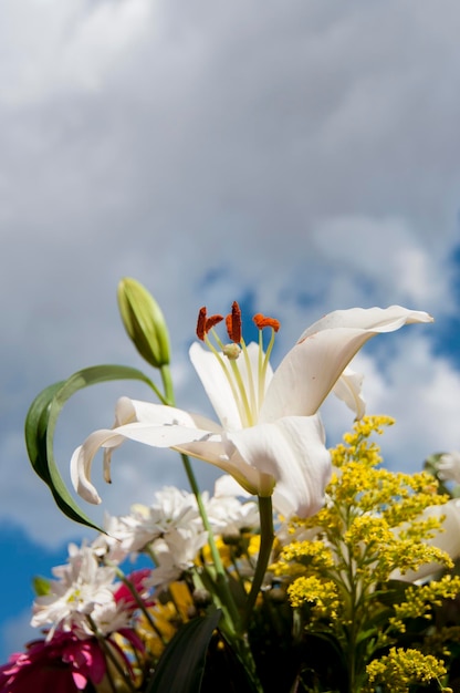 bouquet, champ de fleurs au printemps avec fond de ciel nuageux