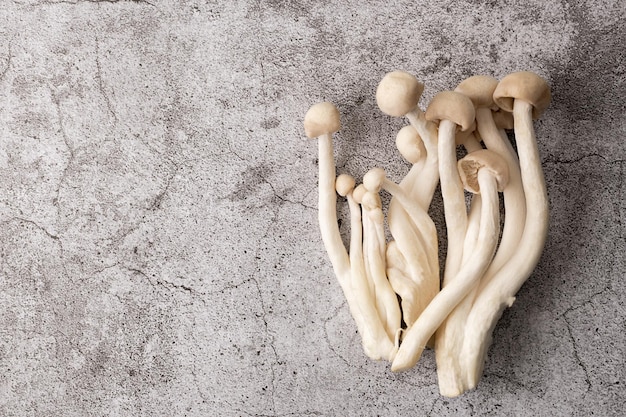 Bouquet de champignons crus shimeji blanc sur fond de béton gris