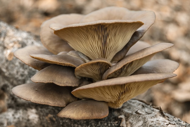 bouquet de champignons forestiers sur un vieil arbre sec