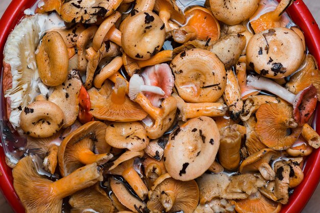 Bouquet de champignons orange Safran Milk Cap sur blanc. Vue de dessus