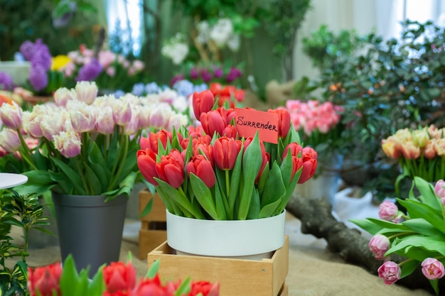 Bouquet chic de tulipes rouges variété Surrender Flower show printemps été fond