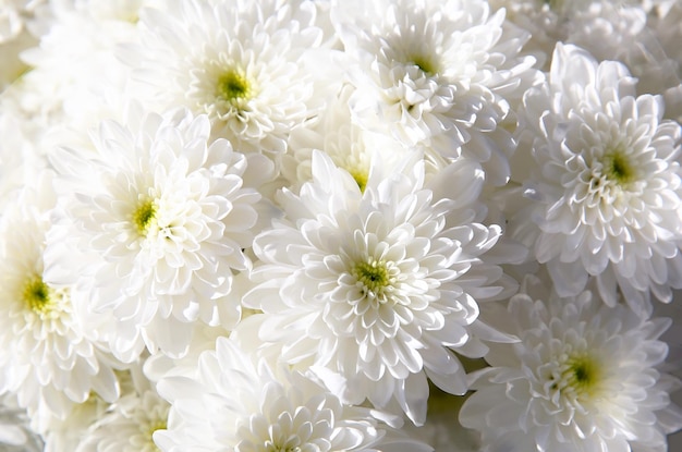 Bouquet de chrysanthème d'automne blanc, gros plan