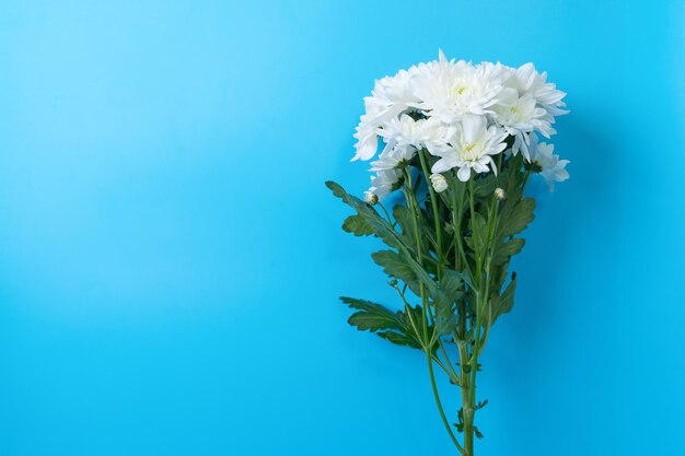 Bouquet de chrysanthème blanc sur fond bleu. Vue de dessus