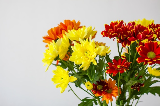 Bouquet de chrysanthème sur le fond doux clair