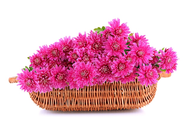 Bouquet de chrysanthèmes d'automne rose dans le panier isolé sur blanc