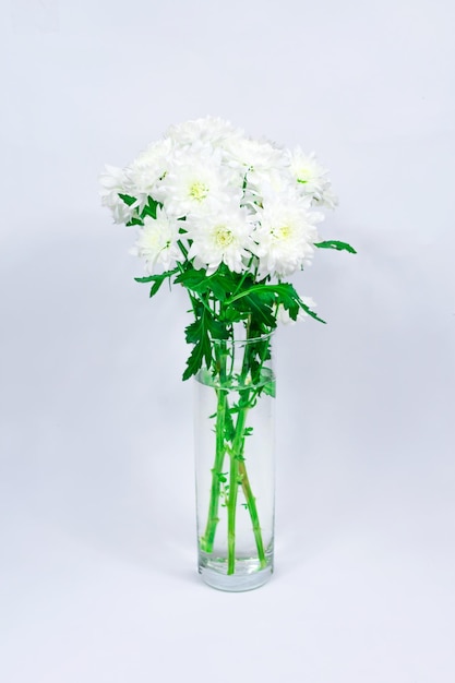 Bouquet de chrysanthèmes blancs dans un vase en verre sur fond blanc Carte postale pour la fête des mères du 8 mars Belles fleurs de chrysanthème