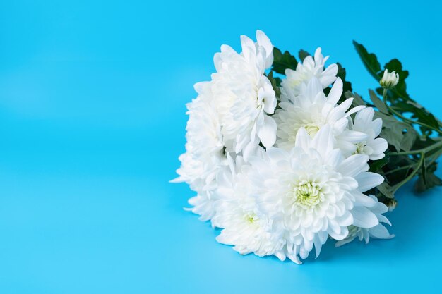 Bouquet de chrysanthèmes blancs sur fond bleu