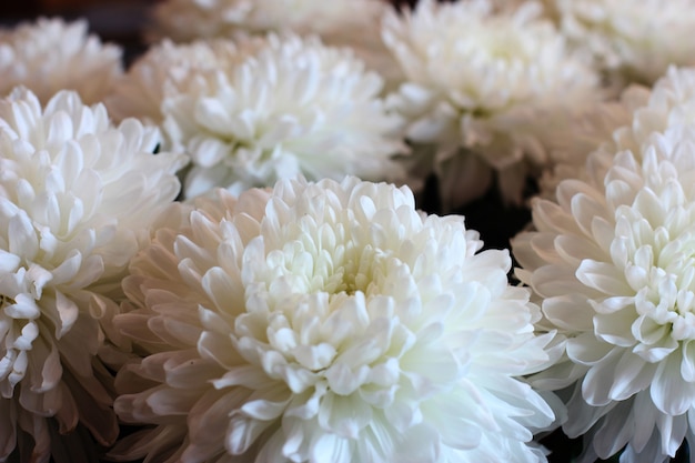 Bouquet de chrysanthèmes blancs. Macrophotographie