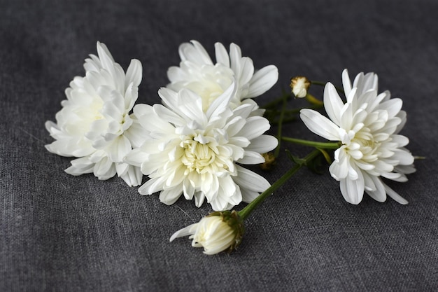 Bouquet de chrysanthèmes blancs