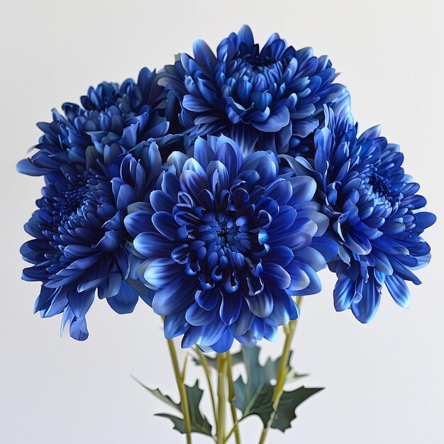 Photo un bouquet de chrysanthèmes bleu foncé avec des pétales bleus vifs et une touche de blanc sur un fond vierge