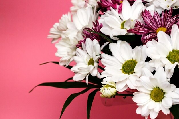 Bouquet de chrysanthèmes de camomille blanche fraîche sur fond rose