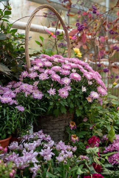 Bouquet de chrysanthèmes en fleurs dans un panier en osier