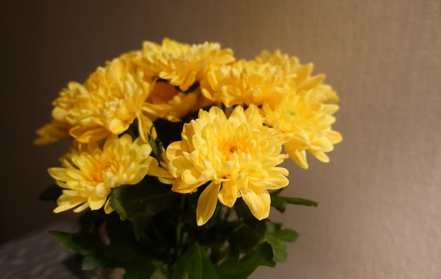 Bouquet de chrysanthèmes jaunes dans un vase à la lumière du soir