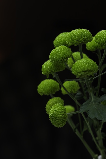 Photo bouquet de chrysanthèmes verts sur fond noir