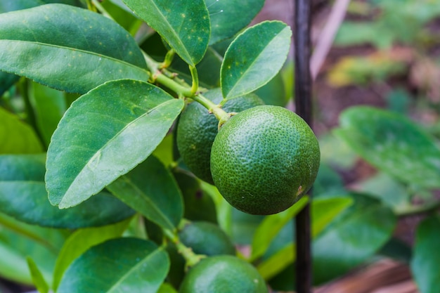 Bouquet de citron sur un citronnier