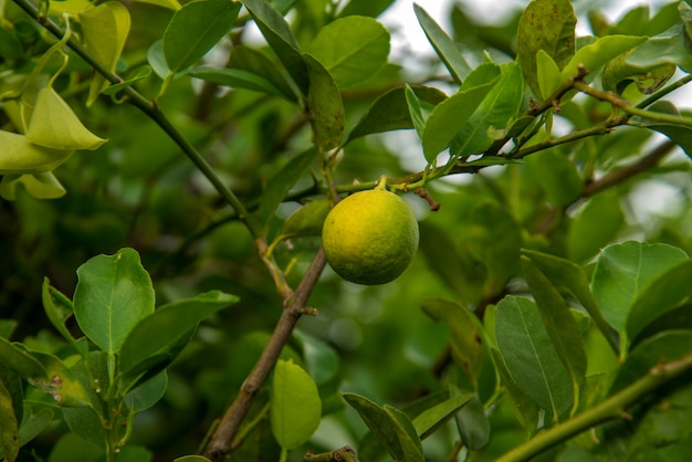 Bouquet de citrons frais sur une branche de citronnier dans le champ de la ferme