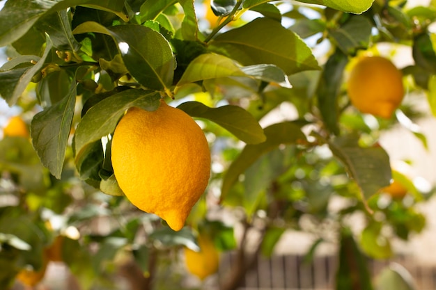 Bouquet de citrons mûrs frais sur une branche de citronnier dans un jardin ensoleillé