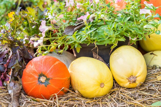 Bouquet de citrouilles à vendre