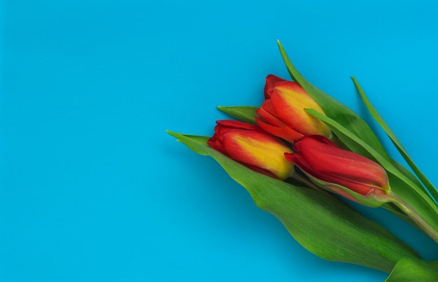 Bouquet coloré de tulipes sur fond bleu.