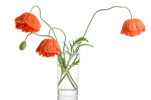 Bouquet de coquelicots dans un vase en verre isolé sur fond blanc