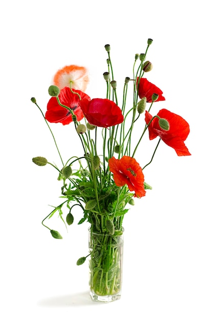 Bouquet de coquelicots rouges dans un verre isolé sur fond blanc