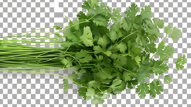 Bouquet de coriandre vert frais isolé sur un fond transparent La coriandre est une herbe à feuilles à saveur d'agrumes piquante