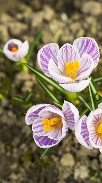 Bouquet de crocus bleu clair fleurissant dans le champ 6