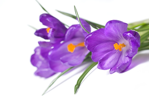 Bouquet de crocus isolé sur blanc