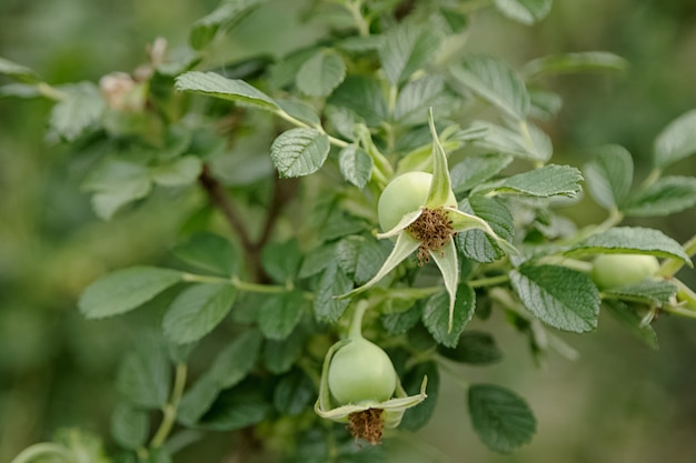 bouquet de cynorrhodon, le fruit du rosier