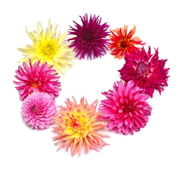 Bouquet de dahlia de fleurs multicolores créatives isolé sur fond blanc. Mise à plat, vue de dessus. Couronne, flore