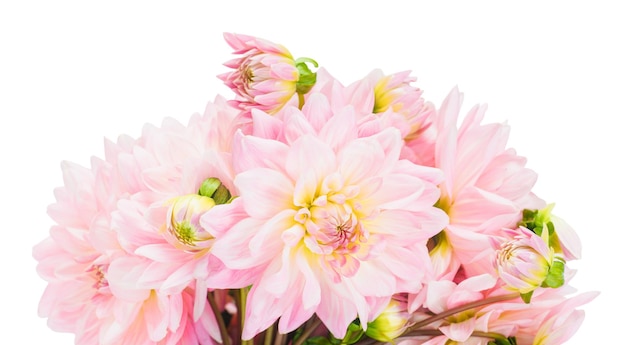 Bouquet de dahlias roses sur fond blanc isoler