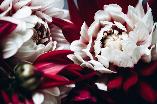 Bouquet de dahlias rouges et blancs