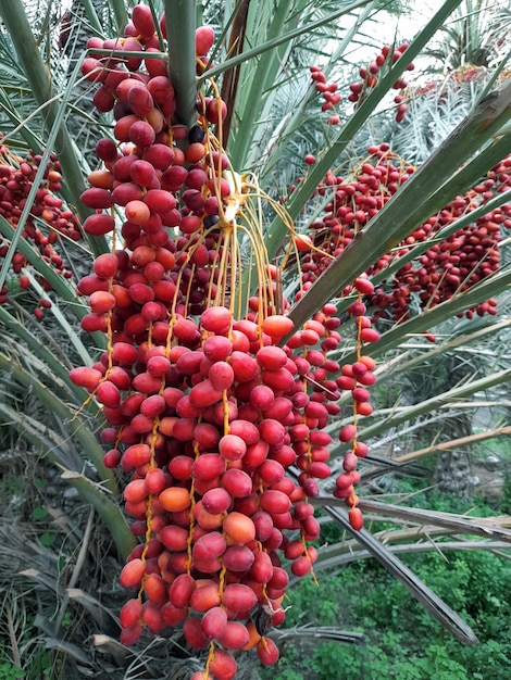 Un bouquet de dattes rouges et jaunes est suspendu à un palmier.