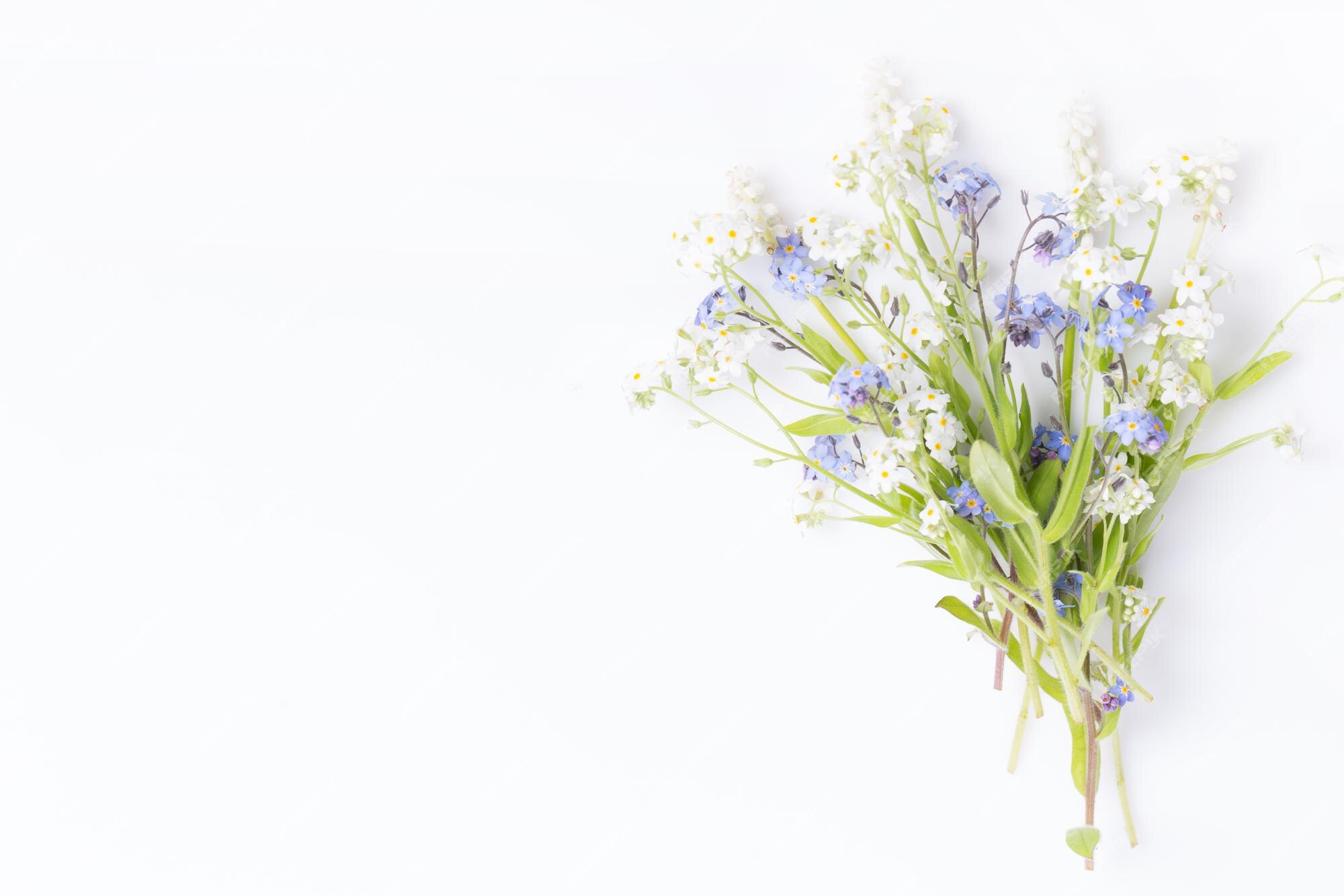 Bouquet Délicat De Myosotis Blancs Et Bleus De Fleurs Sauvages Sur Une  Carte De Voeux Blanche | Photo Premium