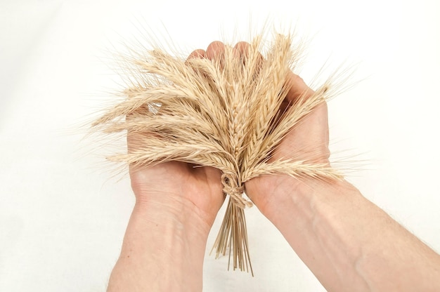 Bouquet d'épis de céréales sur la paume des mains sur fond blanc