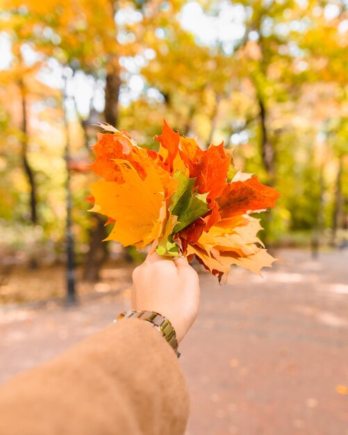 Bouquet de feuilles d'érable jaune se bouchent dans la main de la femme