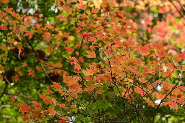 Bouquet de feuilles d'érable translucide