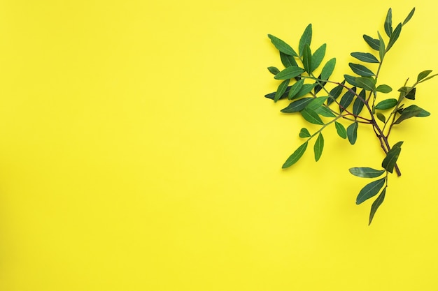 Bouquet De Feuilles D'eucalyptus Vert Sur Jaune