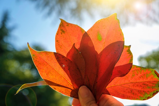 Bouquet de feuilles d'oranger d'automne au soleil L'automne est venu concept Bonne humeur atmosphérique d'automne rayons de soleil et ciel bleu Copier l'espace pour le texte